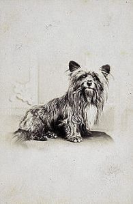 An image of Greyfriars Bobby from about 1865